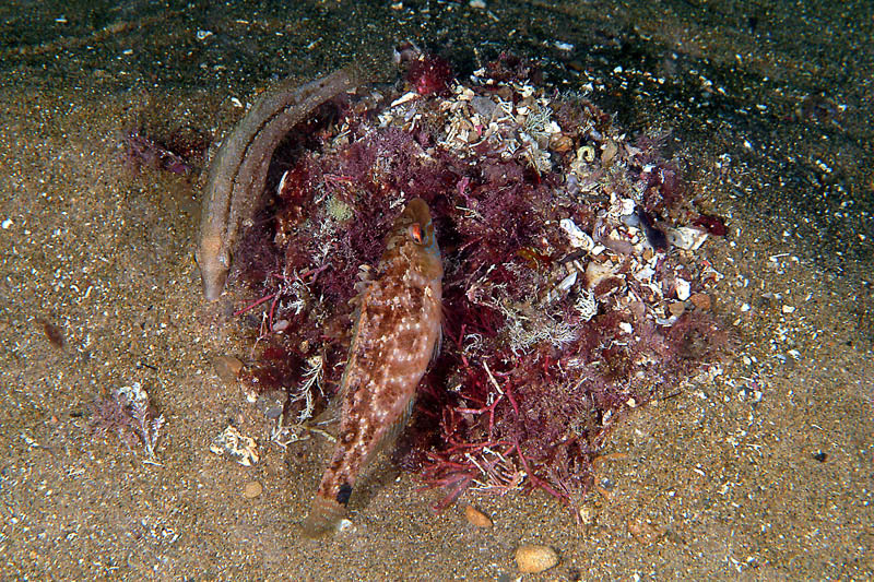 Symphodus cinereus (Bonnaterre, 1788)